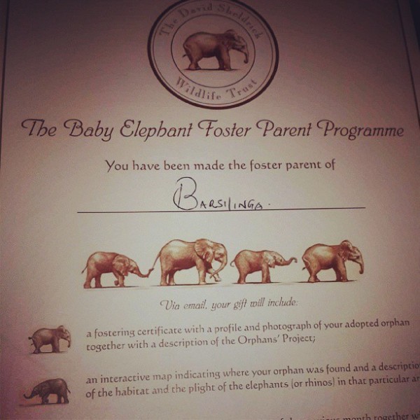 Waje's Baby elephant adoption notification