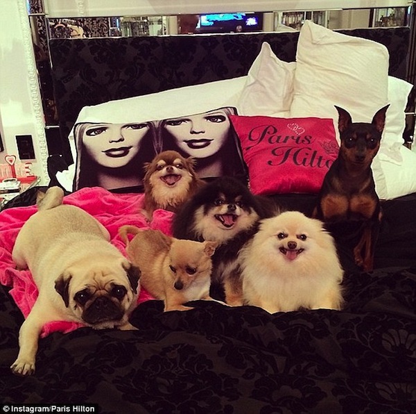 Paris Hiltons dogs