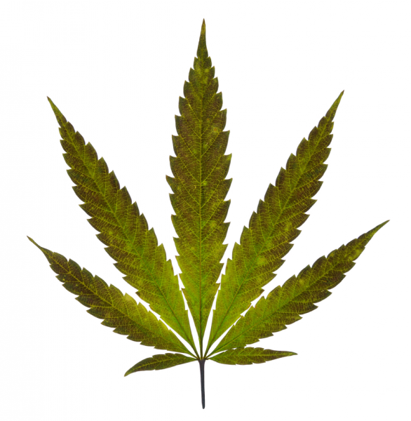 The Cannabis plant has thin, jagged leaves that branch into five to seven fingers.