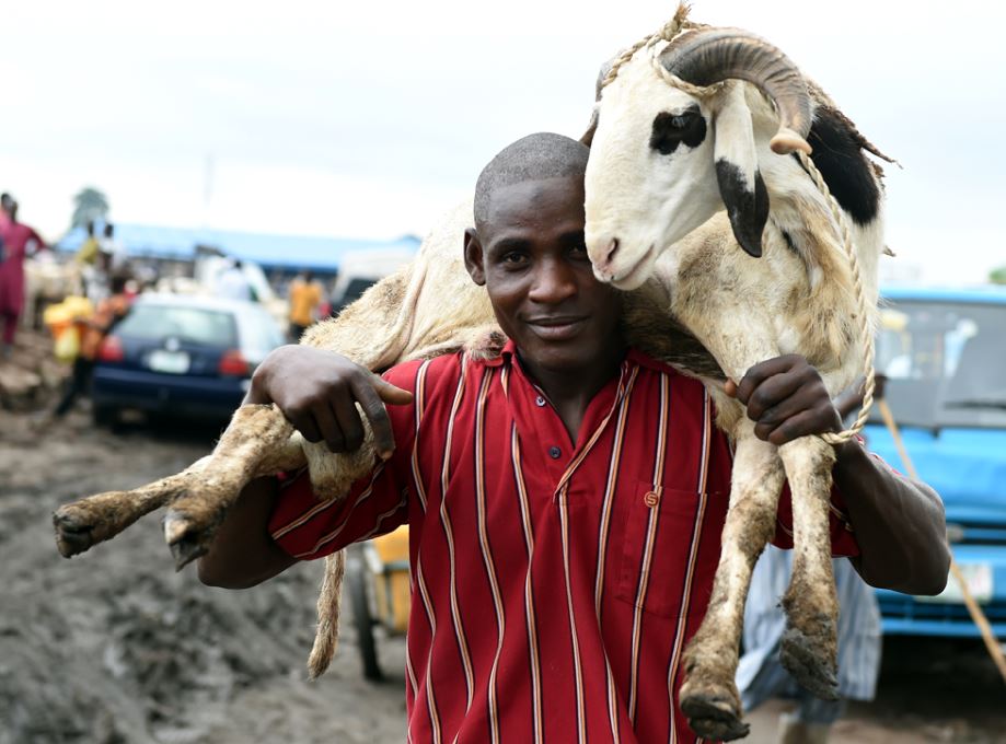 A ram seller in Nigeria (2)