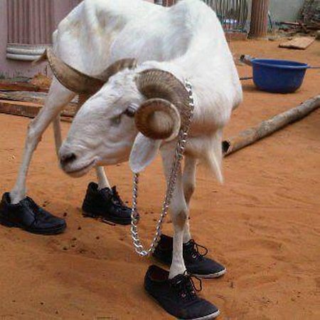 Could this be the most decorated Nigerian ram?