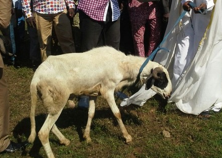 Sallah celebrations