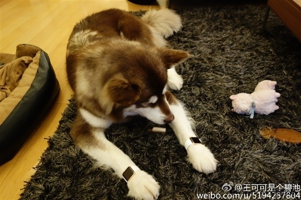 Wang Sicong dog
