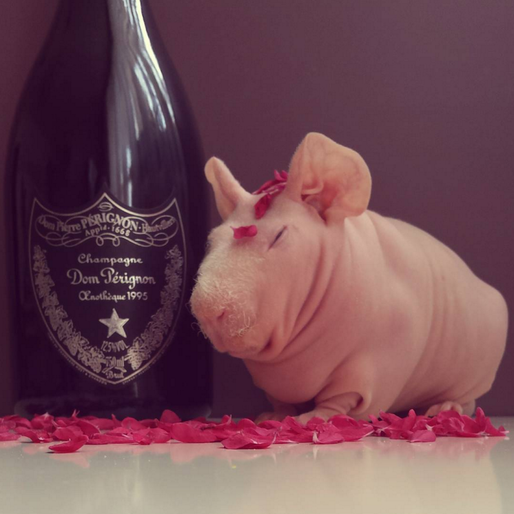 Bet he models for brands too.