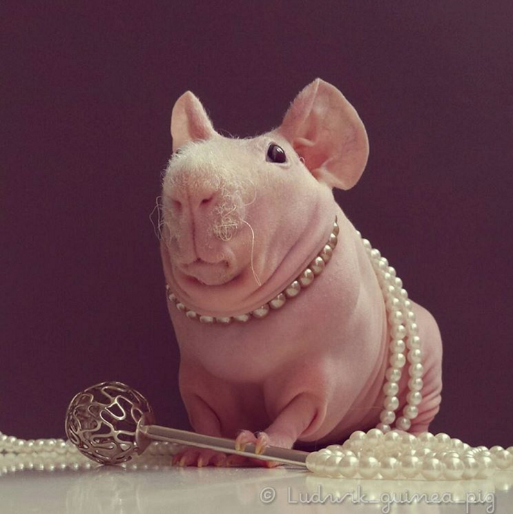 All hail His Royal Highness, King Ludwik!