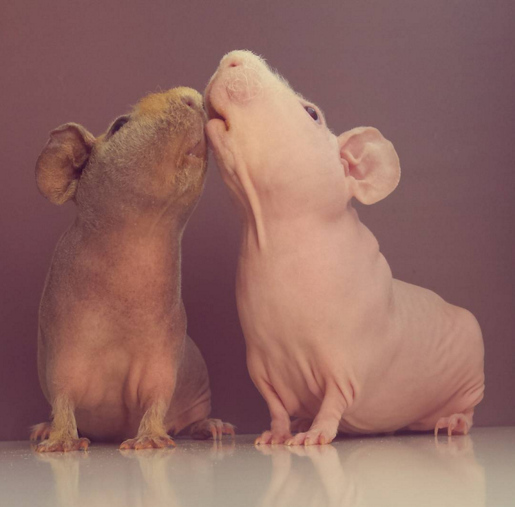 You see the difference between Ludwik and the other pig? He’s well groomed.