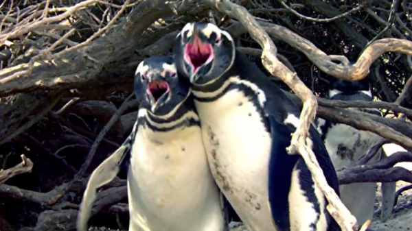 penguins