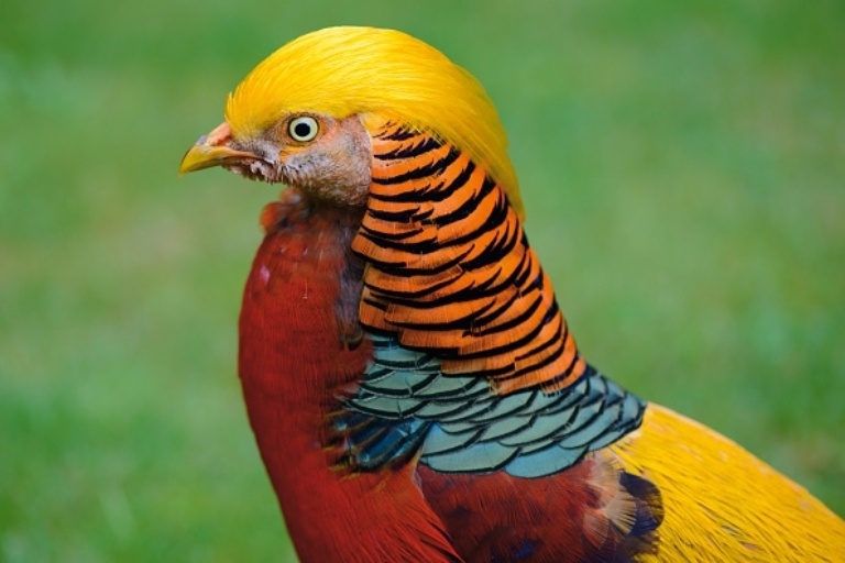golden pheasant