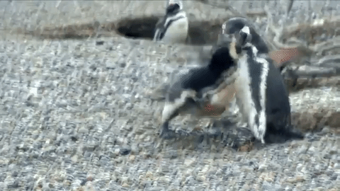 The penguins went at each other in a bloody fight for a female penguin