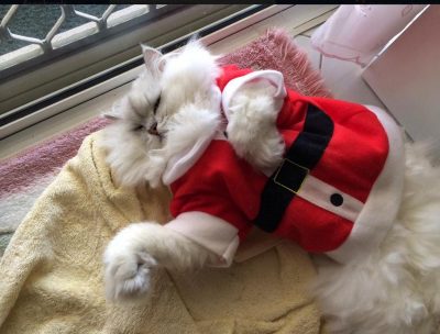 santa cat